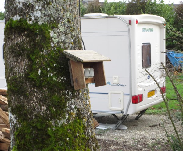 An unusual site electric bollard fixed to a tree