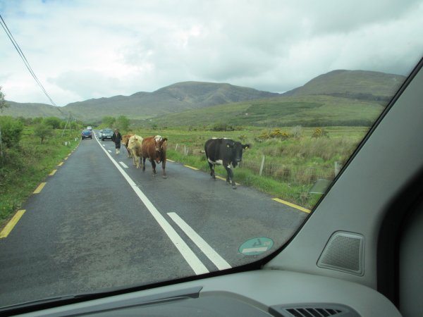 Cattle on road to Kilarney