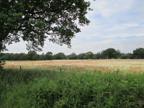 Poppies in corn field