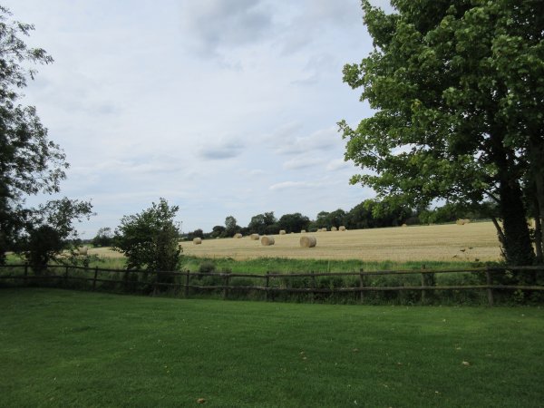 The wheat field after the combine has been